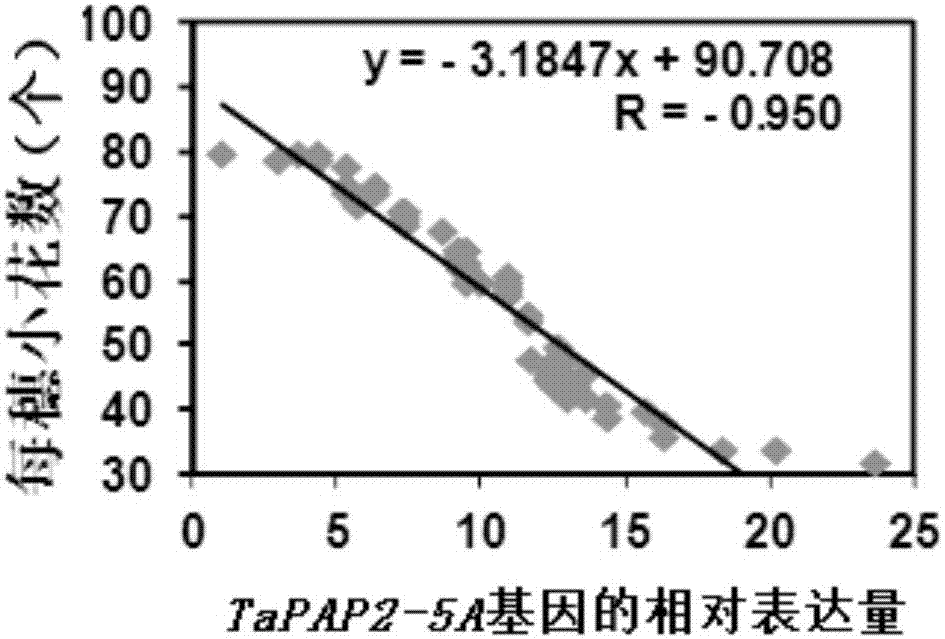 蛋白質(zhì)TaPAP2?5A在調(diào)控植物穗型性狀和生殖器官發(fā)育時間中的應用的制作方法與工藝