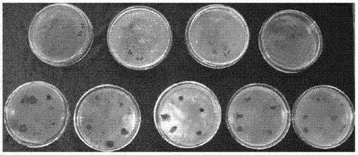 一种山茶藻斑病病原的分离和培养方法与流程