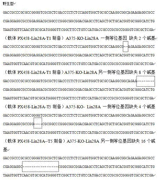 CRISPR/Cas9靶向敲除人Lin28A基因及其特異性gRNA的制作方法與工藝