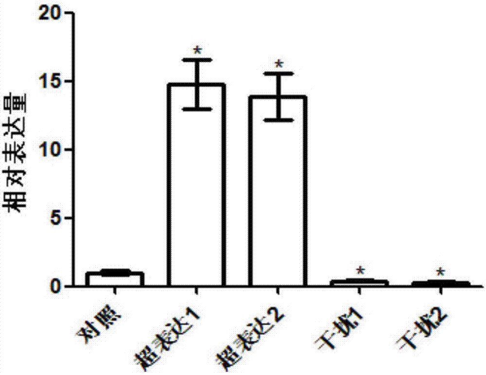 促進(jìn)水稻有效穗數(shù)提高的氮運(yùn)輸基因OsNPF2.4b及其應(yīng)用的制作方法與工藝