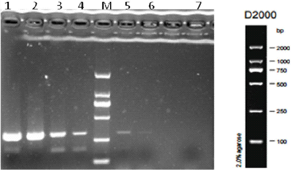 一种戈氏梭菌特异性PCR检测引物及方法与流程