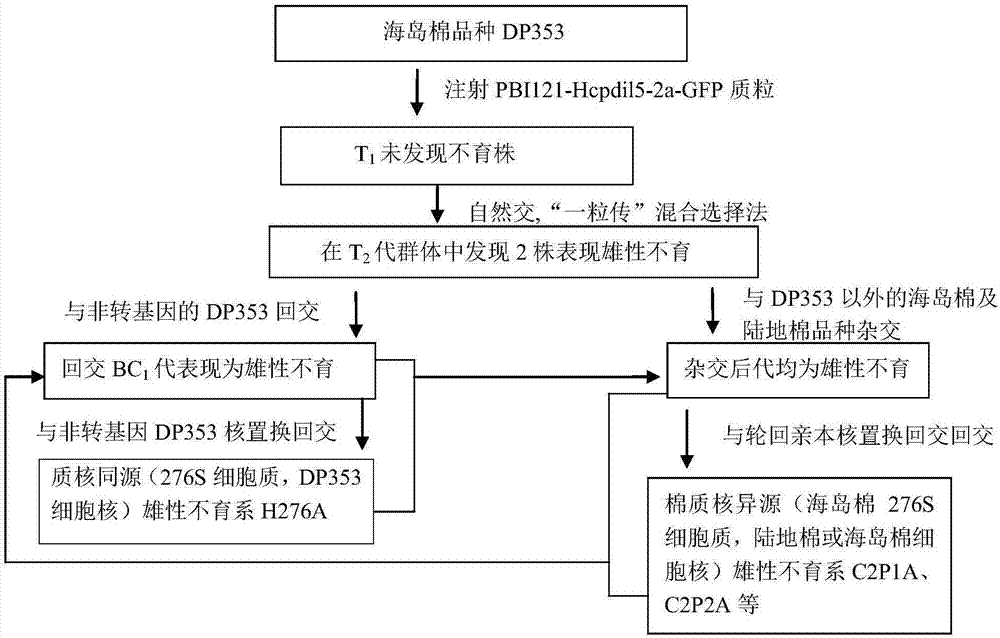 棉花轉(zhuǎn)基因創(chuàng)制細(xì)胞質(zhì)雄性不育系的方法與流程