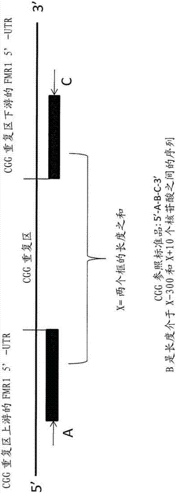 用于分析重复序列的mPCR方法与流程