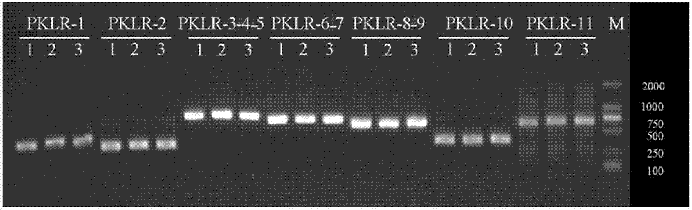 检测PKLR基因突变的方法、试剂盒、寡核苷酸及其应用与流程
