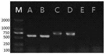 一种同时检测鲇形目鱼类四种致病菌的多重PCR引物组及检测方法与流程