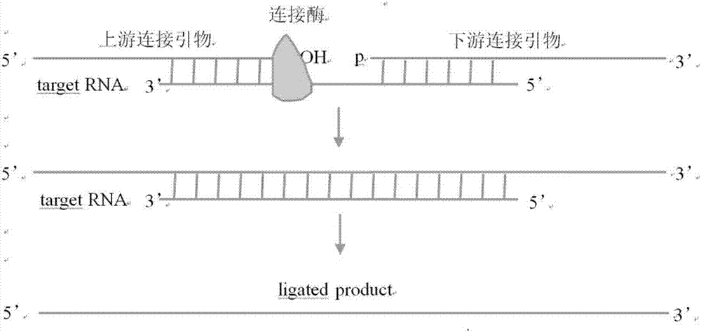 一种运用连接酶检测甲型流感病毒系列的方法及试剂盒与流程