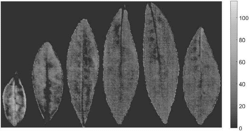 一种基于EC浓度差异的茶树嫩叶识别方法与流程