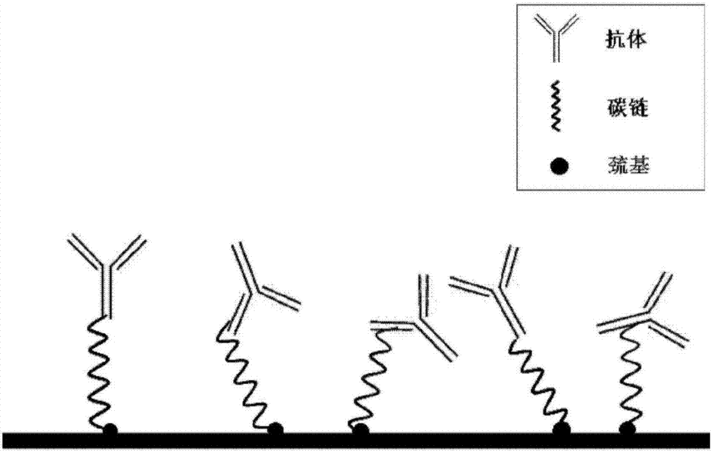 抗體片段修飾的微梁制備方法和基于抗體片段修飾的微梁免疫傳感檢測系統(tǒng)與流程