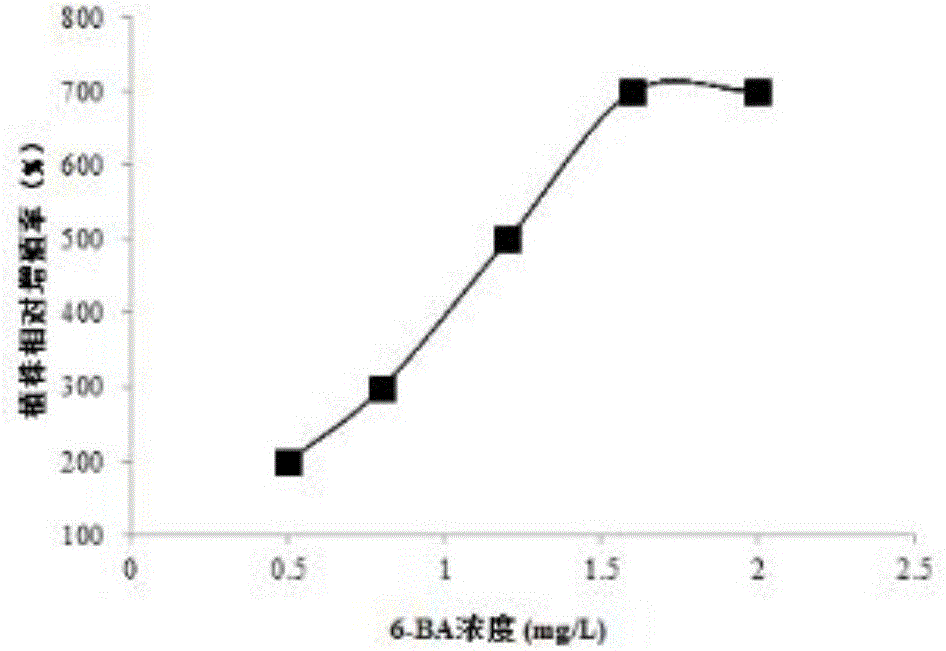 一種基于改良培養(yǎng)基的五針白皮松組培快繁方法與流程