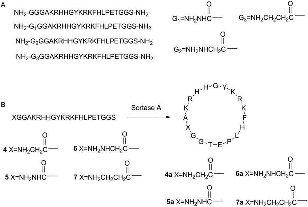 一种酶法合成环肽的方法与流程
