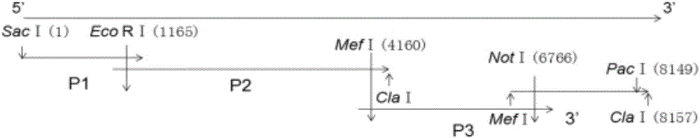 一种猪嵴病毒全长cDNA的构建方法与流程