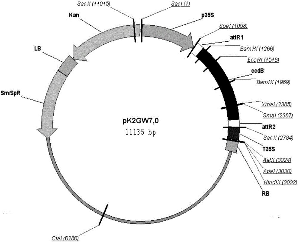 大豆圣豆9号MYB转录因子家族基因GmMYB84及其应用的制作方法与工艺