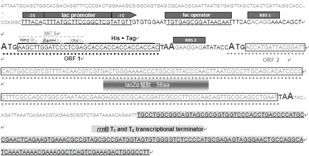 以lacZα短肽编码基因为第二基因编码框的双顺反子特异DNA及其应用的制作方法与工艺