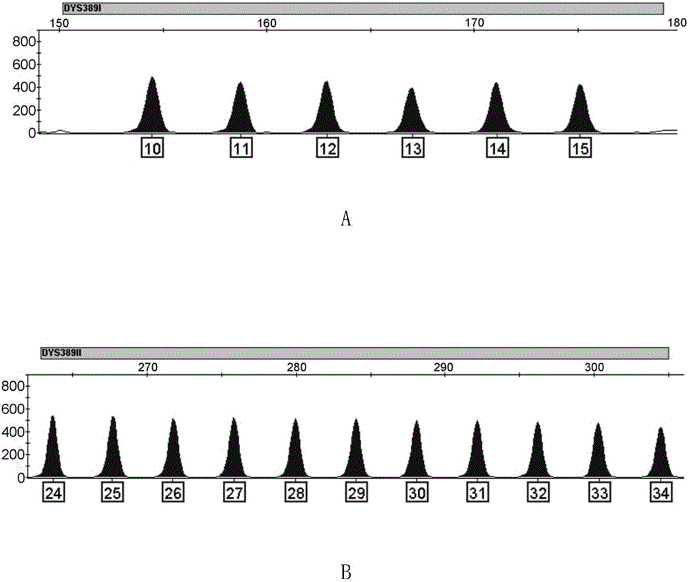 DYS389基因座的等位基因分型标准物的模板的制作方法与工艺