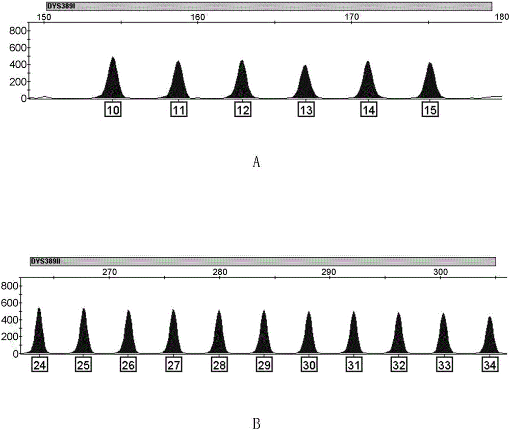 DYS389基因座的等位基因分型標準物的模板的制作方法與工藝