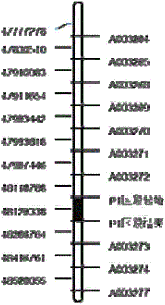 高通量检测玉米轴色基因分型的方法及其试剂盒与流程