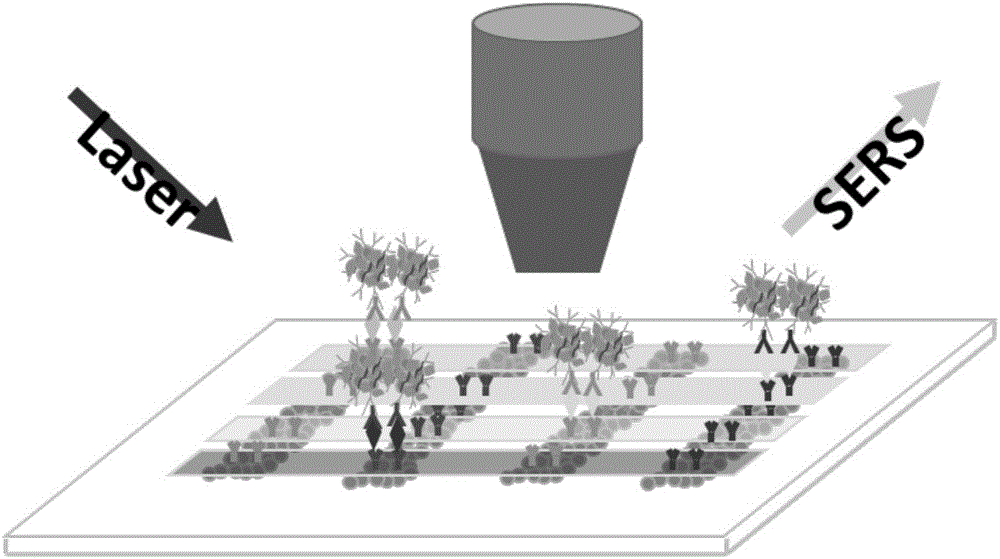 基于SERS檢測技術和微流控芯片的多種腫瘤標志物檢測平臺及方法與流程