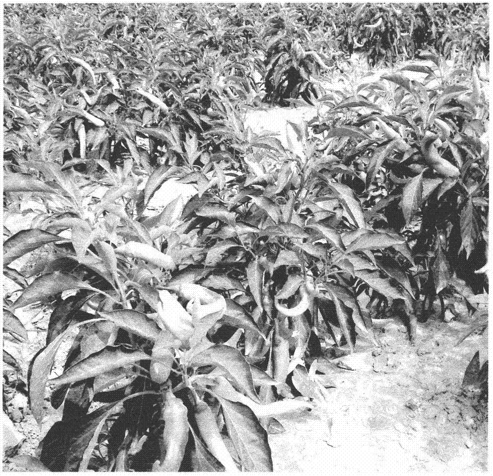 黑枸杞辣椒的远缘复式培育方法与流程