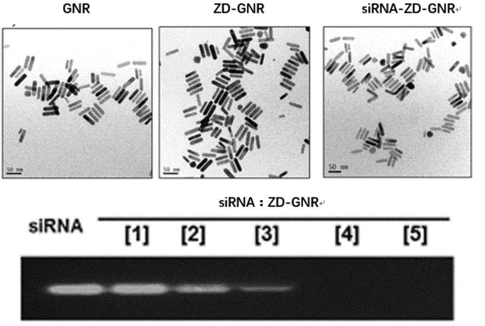 一種多聚核苷酸和金納米棒的納米復合物及其制備方法和用途與流程
