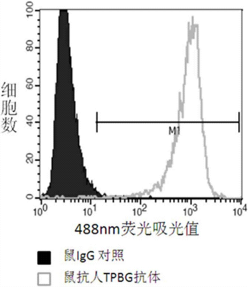 一种TPBG抗体及其制备方法、其偶联物和应用与流程