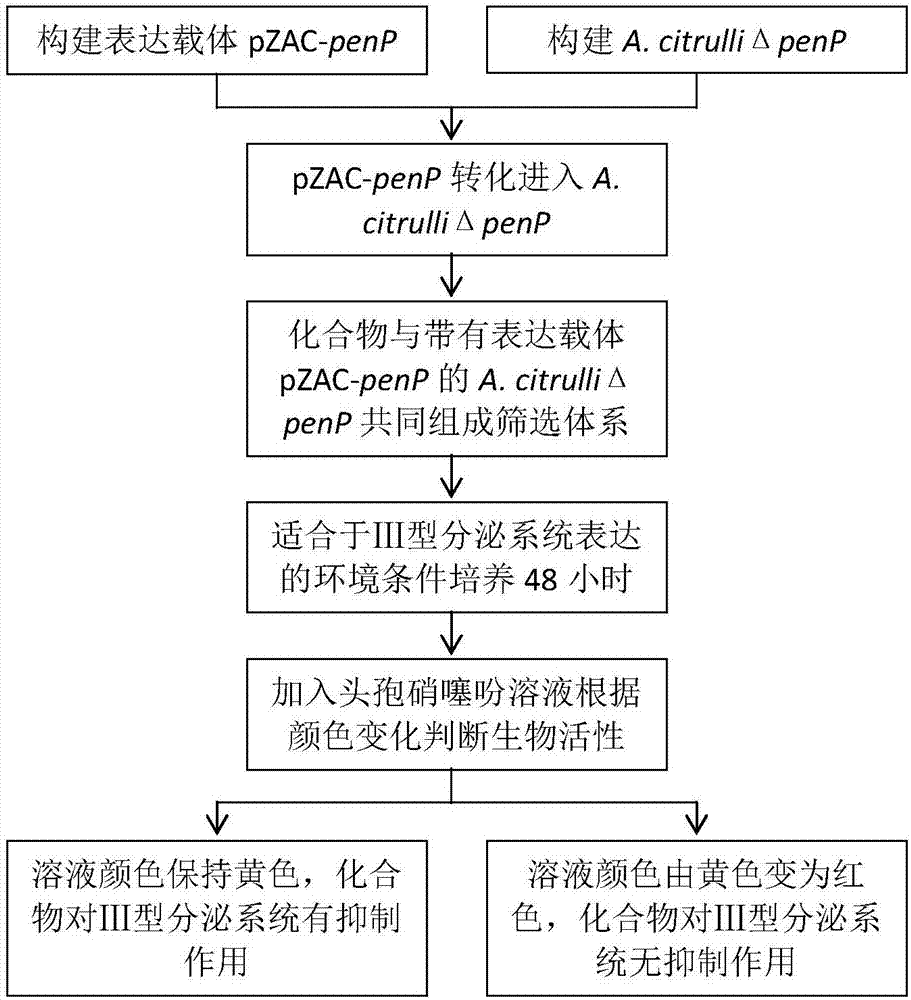 一種應用于植物病原細菌Ⅲ型分泌系統(tǒng)的報告系統(tǒng)及其應用的制作方法與工藝