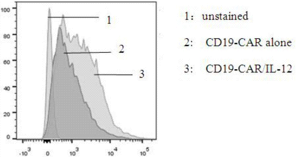 一種制備分泌IL?12CD19CAR?T細(xì)胞的方法與流程