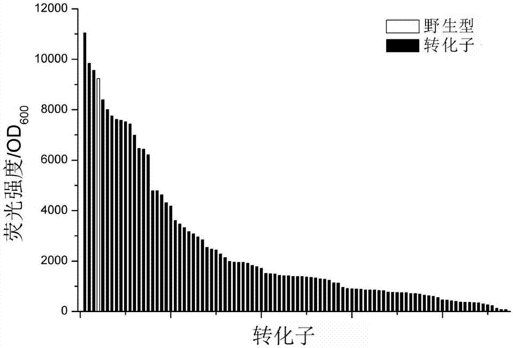 一種活性提高的枯草芽孢桿菌啟動子及其構(gòu)建與應(yīng)用的制作方法與工藝