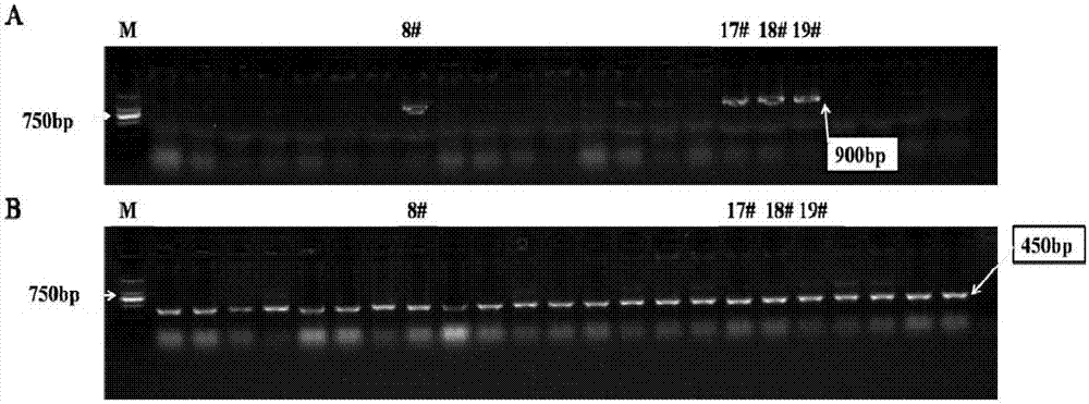 水稻基因OsNF‑YC4及其应用的制作方法与工艺