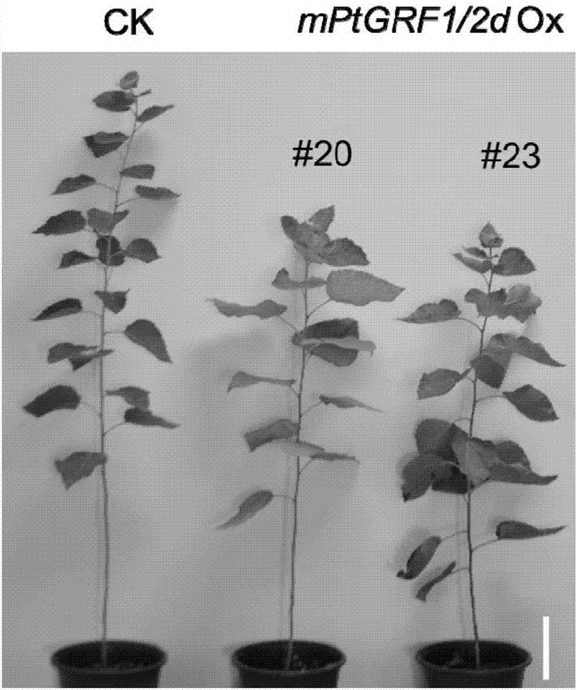 一种调控杨树叶片发育的生长调节因子基因及其应用的制作方法与工艺