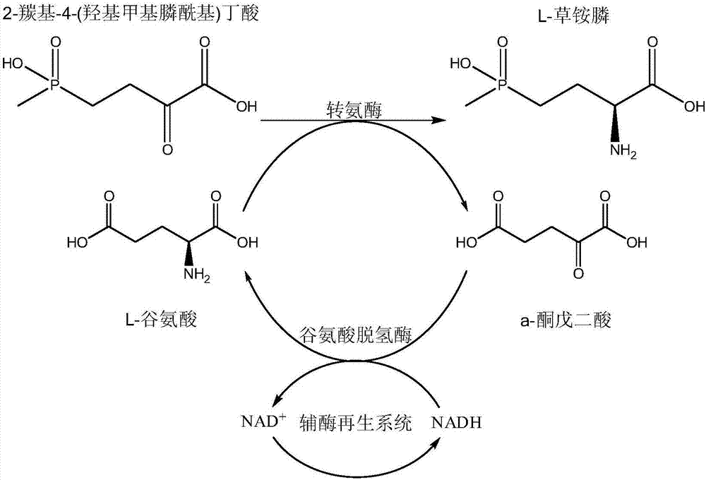 一种生产l草铵膦的方法与流程