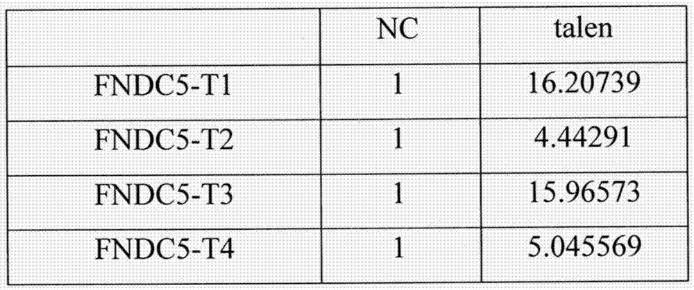 一種新型Fndc5基因敲除小鼠模型的創(chuàng)建的制作方法與工藝