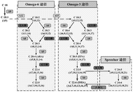 采用De novo轉(zhuǎn)錄組分析鑒定隱甲藻中與DHA生物合成相關(guān)的脂肪酸去飽和酶基因的方法與流程