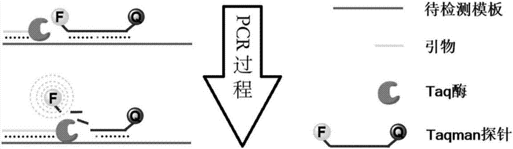 一種基于數(shù)字PCR芯片的基因甲基化程度定量方法與流程