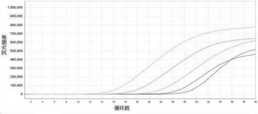 結(jié)核分枝桿菌85B mRNA的實(shí)時(shí)熒光RT?PCR檢測方法及試劑盒與流程