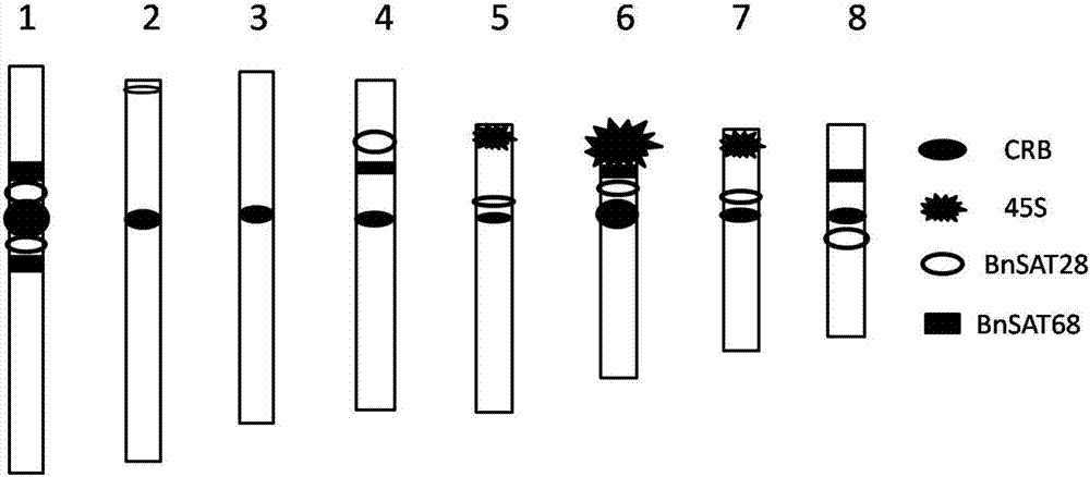 兩個黑芥重復(fù)DNA序列及其應(yīng)用的制作方法與工藝