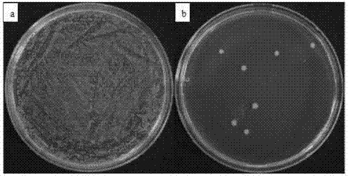 一种壳聚糖/二硫化钼光催化抗菌涂层的制备方法与流程