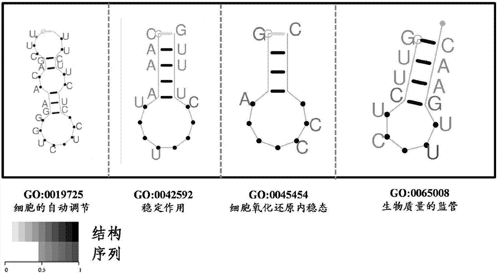 一種響應(yīng)逆境脅迫的lncRNAs二級(jí)結(jié)構(gòu)功能注釋方法與流程