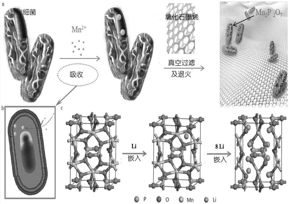 以細(xì)菌為基體制備金屬離子電池負(fù)極材料的方法及電池與流程