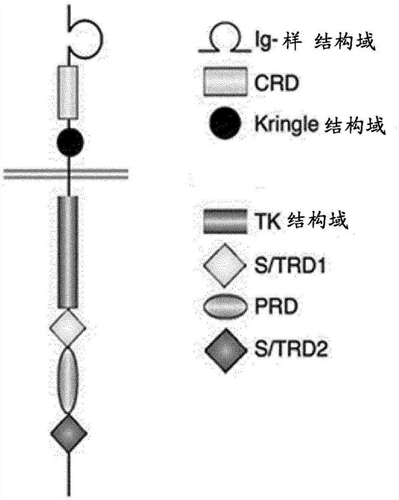 用于癌癥免疫療法的ROR1(NTRKR1)特異性的嵌合抗原受體的制作方法與工藝