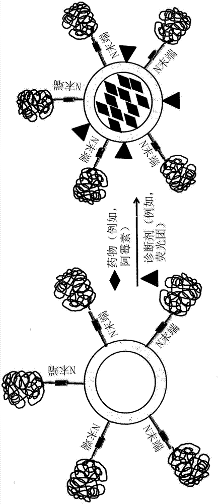 融合蛋白、由多個所述融合蛋白的單體組成的納米顆粒及其用途的制作方法與工藝