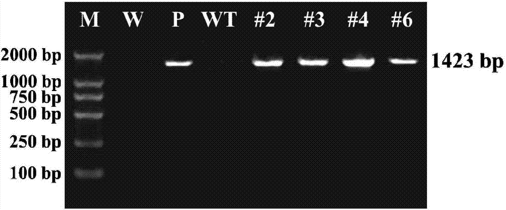 植物抗逆性相關(guān)蛋白GhMYB4及編碼基因與應(yīng)用的制作方法與工藝