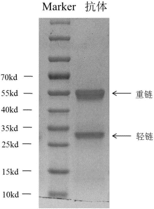 一种全人源抗H7N9病毒的中和抗体的制作方法与工艺