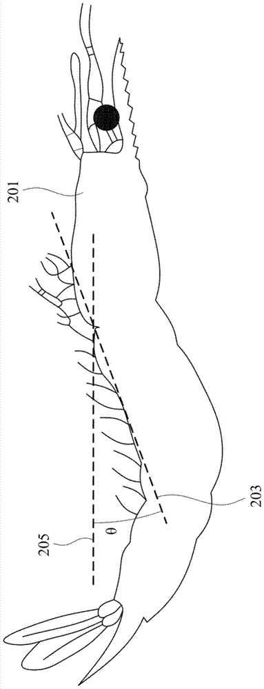 蝦淋巴細(xì)胞及其純化方法與用于體外評(píng)估先天免疫反應(yīng)的方法與流程