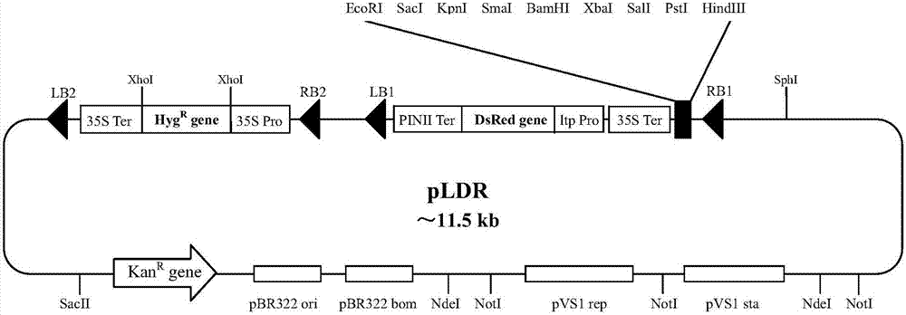 一种大分子DNA的体外无缝组装方法与流程