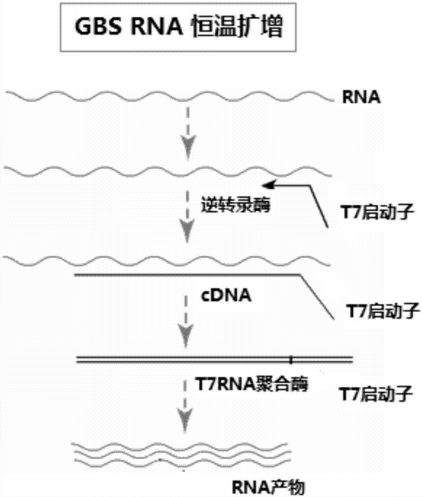 一种用于检测B族链球菌RNA的试剂盒及方法与流程
