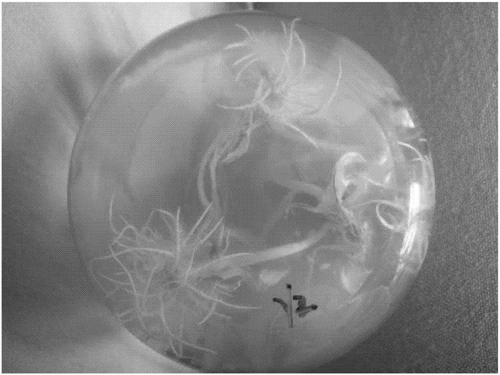 藍(lán)菜1號的組織培養(yǎng)方法與流程