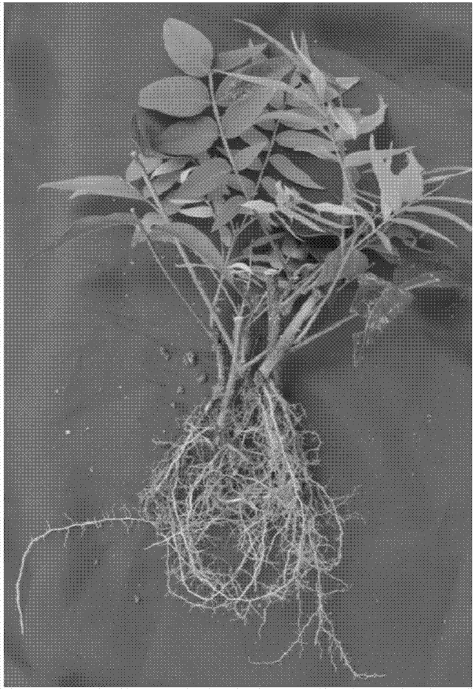 一种快速繁育无患子优良株系幼苗的方法与流程