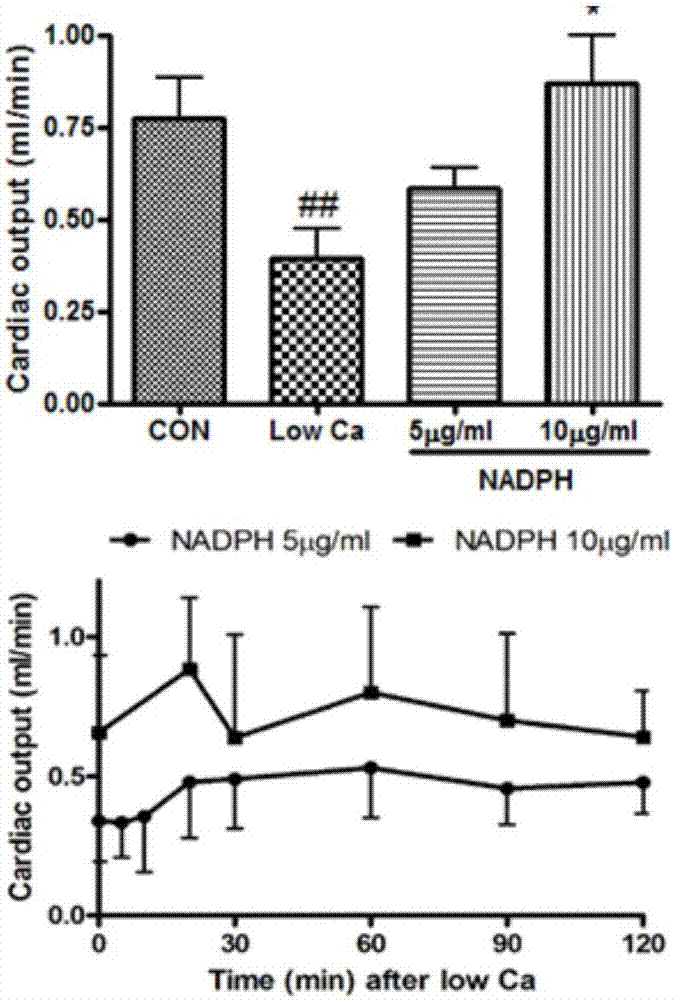 NADPH在制备治疗心肌肥厚与心力衰竭的药物中的应用的制作方法与工艺