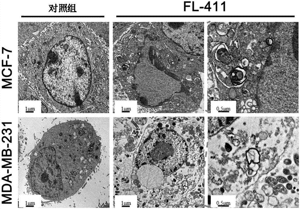 BRD4抑制劑及其在腫瘤治療藥物中的應(yīng)用的制作方法與工藝