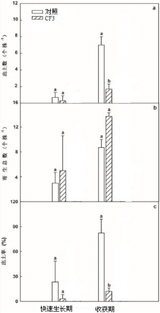 一种灰黄青霉及其应用的制作方法与工艺